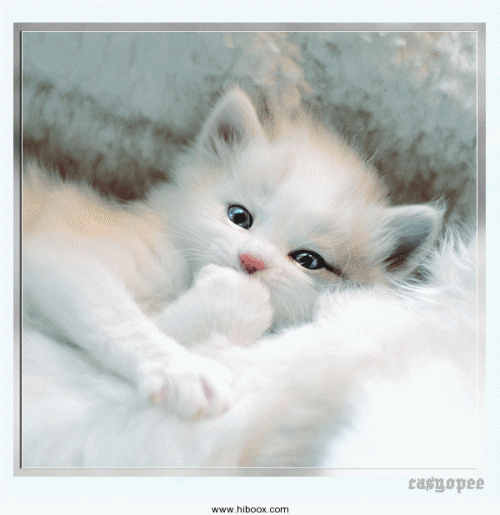 Résultat de recherche d'images pour "chat vitres"